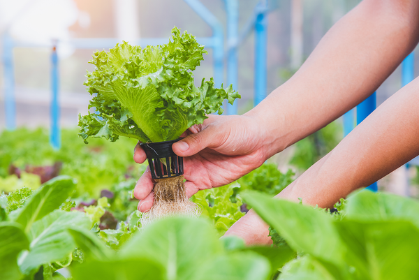 The Ultimate Beginner’s Guide to Building a Home Hydroponic System: Types, Tips, and Step-by-Step Instructions