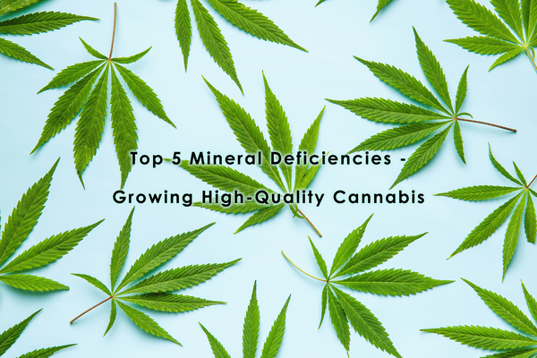 How to Recognize and Overcome the Top 5 Mineral Deficiencies - Growing High-Quality Cannabis