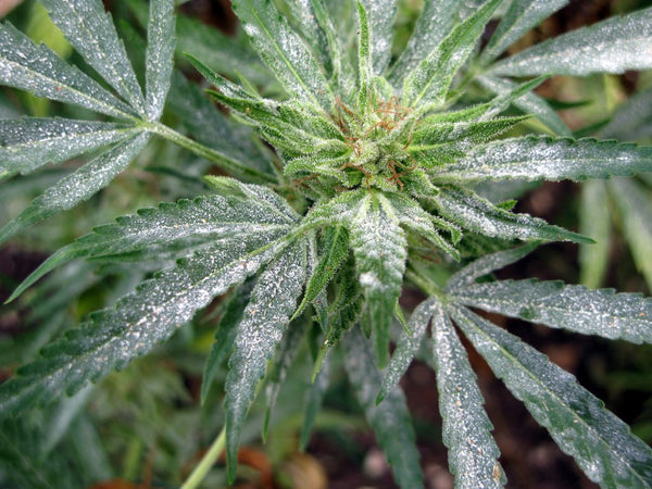 The Grower's Battle Against Powdery Mildew: Best Practices for Success