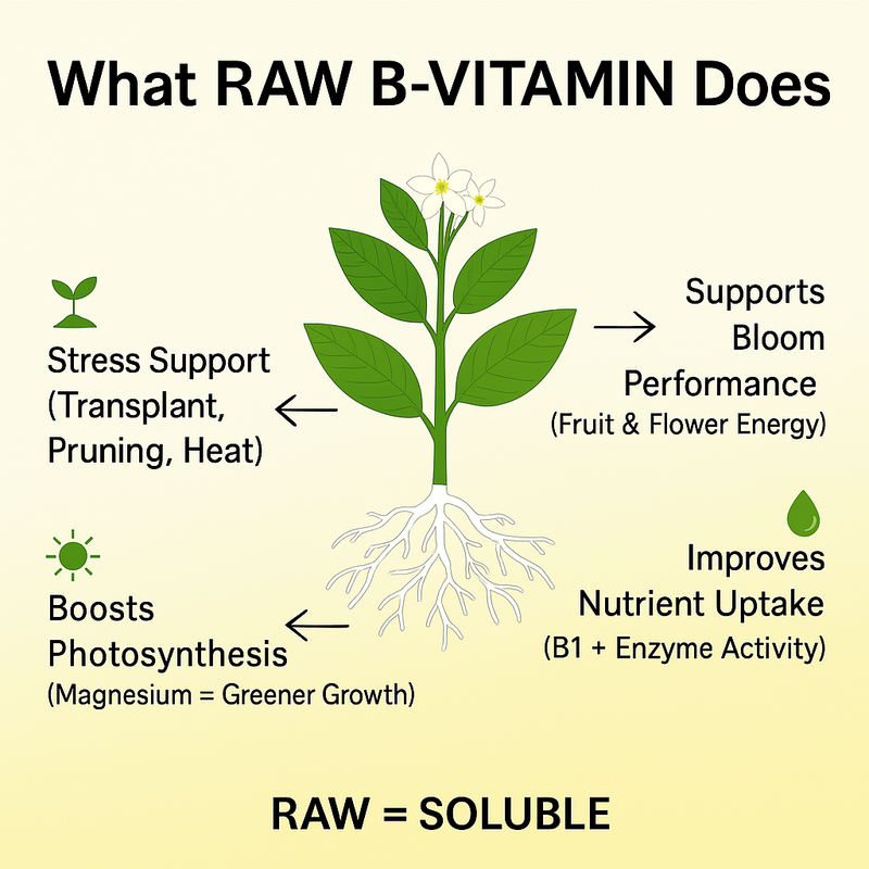 RAW B-Vitamin | 1% Vitamin B1 + 9% Magnesium | Water-Soluble Plant Supplement