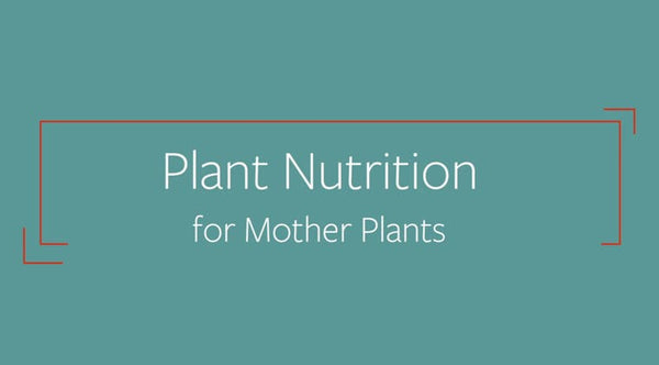 Plant Nutrition for Mother Plants - Single Course